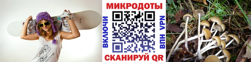 Купить где  Демидов  Псилоцибиновые грибы Cubensis 